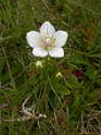 Saxifrages